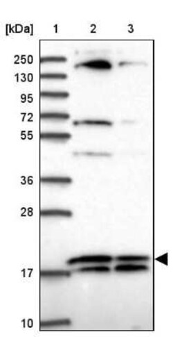 RPL32 Antibody, Novus Biologicals:Antibodies:Primary Antibodies