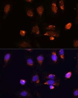 RPL34 Antibody - Azide and BSA Free, Novus Biologicals 0.02 mL, Unconjugated:Antibodies,