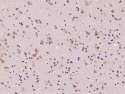 RPL36 Antibody, Novus Biologicals 100 &mu;g, Unconjugated:Antibodies, Polyclonal