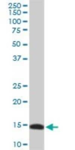 RPL36A Antibody (5F8), Novus Biologicals 0.1 mg | Buy Online | Novus Biologicals | Fisher Scientific