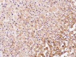 RPL39L Antibody, Novus Biologicals 50 &mu;g, Unconjugated:Antibodies, Polyclonal