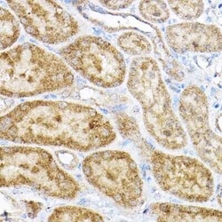 RPL4 Antibody - BSA Free, Novus Biologicals:Antibodies:Primary Antibodies