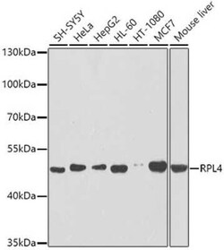 RPL4 Antibody - BSA Free, Novus Biologicals:Antibodies:Primary Antibodies