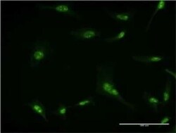 RPL7 Antibody (2E10), Novus Biologicals 0.1 mg, Unconjugated:Antibodies,