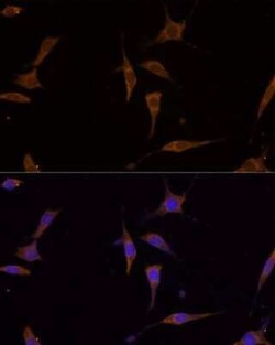 RPL7A Antibody - Azide and BSA Free, Novus Biologicals 0.1 mL; Unconjugated:Antibodies,