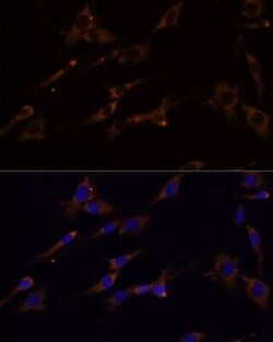RPL7A Antibody - Azide and BSA Free, Novus Biologicals:Antibodies:Primary