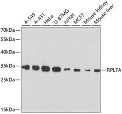 RPL7A Antibody - Azide and BSA Free, Novus Biologicals:Antibodies:Primary