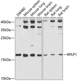 RPLP1 Antibody - BSA Free, Novus Biologicals:Antibodies:Primary Antibodies