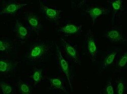 RPRD1B Antibody, Novus Biologicals:Antibodies:Primary Antibodies