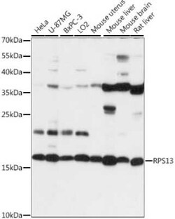 RPS13 Antibody - Azide and BSA Free, Novus Biologicals 0.02 mL; Unconjugated:Antibodies,