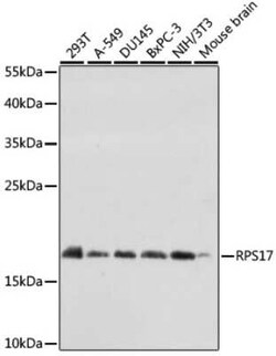RPS17 Antibody - Azide and BSA Free, Novus Biologicals:Antibodies:Primary