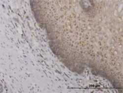 RPS2 Antibody (3G6), Novus Biologicals 0.1 mg | Buy Online | Novus Biologicals | Fisher Scientific