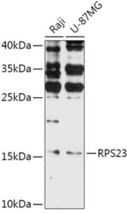 RPS23 Antibody - Azide and BSA Free, Novus Biologicals 0.02 mL; Unconjugated:Antibodies,