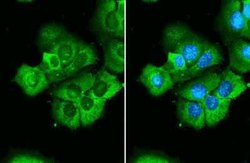 RPS26 Antibody, Novus Biologicals 100 &mu;g; Unconjugated:Antibodies, Polyclonal