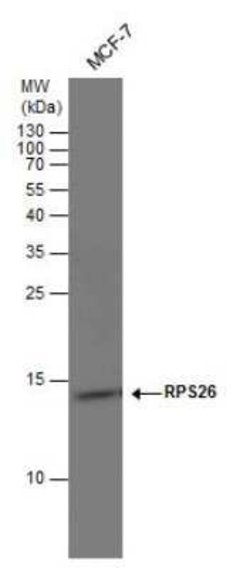 RPS26 Antibody, Novus Biologicals 100 &mu;g; Unconjugated:Antibodies, Polyclonal