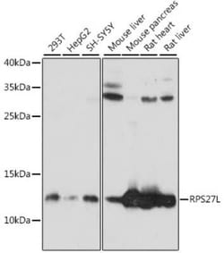RPS27L Antibody - Azide and BSA Free, Novus Biologicals:Antibodies:Primary