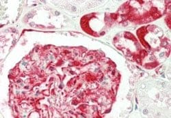 RPS3 Antibody (RP159-1) - Azide and BSA Free, Novus Biologicals 100 ug;