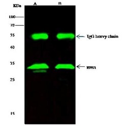 RPS3 Antibody, Novus Biologicals:Antibodies:Primary Antibodies