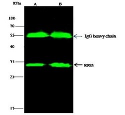RPS3 Antibody, Novus Biologicals 100 &mu;g, Unconjugated:Antibodies, Polyclonal