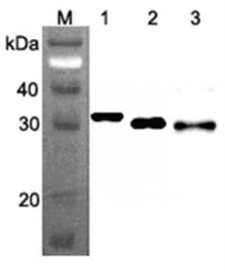 RPS3 Antibody (RP159-1) - Azide and BSA Free, Novus Biologicals 100 ug;