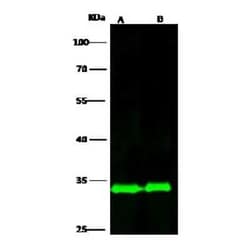 RPS3 Antibody, Novus Biologicals:Antibodies:Primary Antibodies