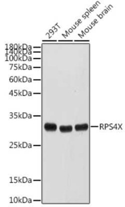 RPS4X Antibody - BSA Free, Novus Biologicals:Antibodies:Primary Antibodies