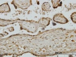 RPS7 Antibody (3G4), Novus Biologicals 0.1 mg | Buy Online | Novus Biologicals | Fisher Scientific