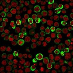 RPSA Antibody (RPSA/2699) - Azide and BSA Free, Novus Biologicals 100 ug;