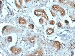 RPSA Antibody (RPSA/2699) - Azide and BSA Free, Novus Biologicals 100 ug;