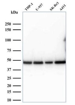 RPSA Antibody (RPSA/2699) - Azide and BSA Free, Novus Biologicals 100 ug;