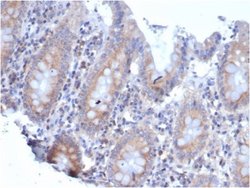 RPSA Antibody (rRPSA/6333) - Azide and BSA Free, Novus Biologicals 100 &mu;g | Buy Online | Novus Biologicals | Fisher Scientific