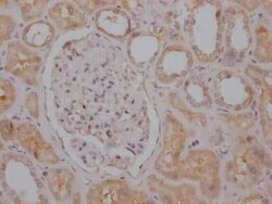 RPTOR Antibody (1B10), Novus Biologicals 100 &mu;g; Unconjugated:Antibodies,