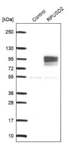 RPUSD2 Antibody, Novus Biologicals 0.1 mL; Unconjugated:Antibodies, Polyclonal