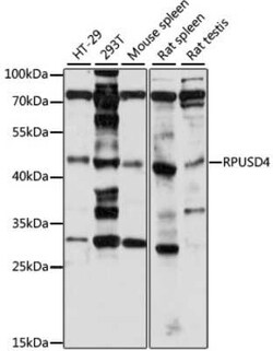 RPUSD4 Antibody - Azide and BSA Free, Novus Biologicals:Antibodies:Primary