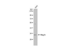 RRAGA Antibody, Novus Biologicals 100 &mu;g | Buy Online | Bio-Techne | Fisher Scientific