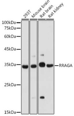 RRAGA Antibody - Azide and BSA Free, Novus Biologicals 0.02 mL | Buy Online | Novus Biologicals | Fisher Scientific