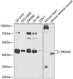 RRAGD Antibody - BSA Free, Novus Biologicals:Antibodies:Primary Antibodies