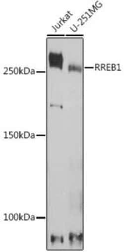 RREB1 Rabbit anti-Human, Rat, Polyclonal, Novus Biologicals 20 &mu;g; Unconjugated:Antibodies,