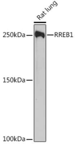 RREB1 Rabbit anti-Human, Rat, Polyclonal, Novus Biologicals 20 &mu;g; Unconjugated:Antibodies,