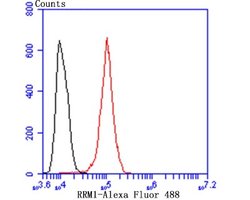 RRM1 Rabbit anti-Human, Mouse, Clone: JB09-43, Novus Biologicals 100 &mu;l;