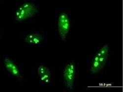 RRP12 Antibody, Novus Biologicals 0.05 mg | Buy Online | Novus Biologicals | Fisher Scientific