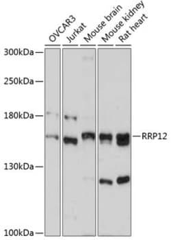 RRP12 Antibody - Azide and BSA Free, Novus Biologicals 0.1 mL; Unconjugated:Antibodies,