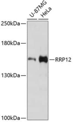 RRP12 Antibody - Azide and BSA Free, Novus Biologicals 0.1 mL; Unconjugated:Antibodies,