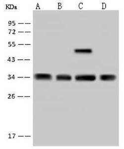 RRP4 Antibody, Novus Biologicals:Antibodies:Primary Antibodies