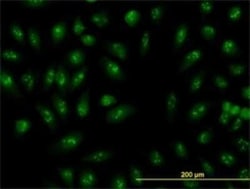 RRP9 Antibody (1E8), Novus Biologicals 0.1 mg | Buy Online | Novus Biologicals | Fisher Scientific