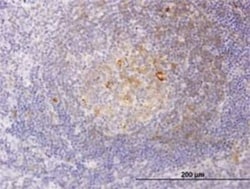 RSC1A1 Antibody (6F9), Novus Biologicals 0.1 mg | Buy Online | Novus Biologicals | Fisher Scientific
