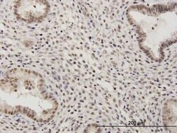 RSC1A1 Antibody, Novus Biologicals 50 &mu;g | Buy Online | Novus Biologicals | Fisher Scientific