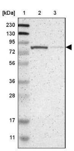 Novus Biologicals RSK1 Antibody, Novus Biologicals 0.1 mL; Unconjugated:Antibodies,