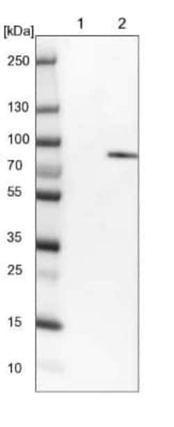 Novus Biologicals RSK1 Antibody, Novus Biologicals 0.1 mL; Unconjugated:Antibodies,