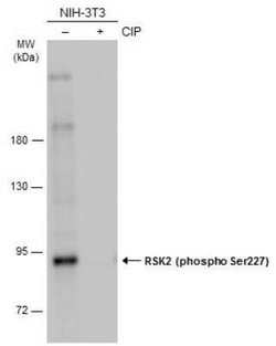 RSK2, p Ser227 Antibody, Novus Biologicals 100 &mu;g | Buy Online | Novus Biologicals | Fisher Scientific